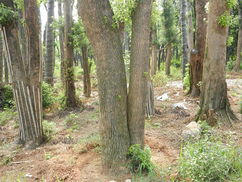 湖南香樟樹要渡過兩個階段才能成活
